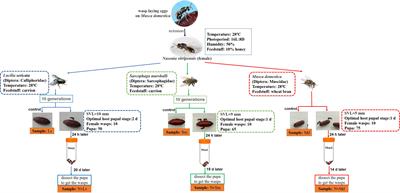 Effects of Different Hosts on Bacterial Communities of Parasitic Wasp Nasonia vitripennis